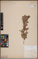 Foto von Salix aurita L. x Salix myrtilloides L.